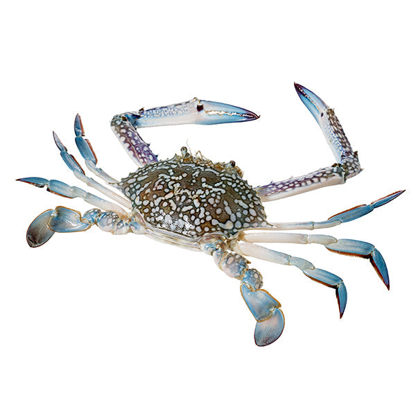 Blue Swimming Crab from Everfresh, your African supermarket in Milton Keynes