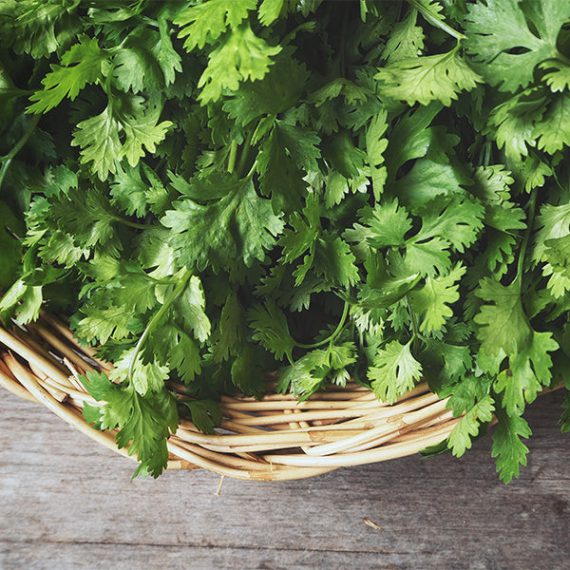 Coriander BUNCH