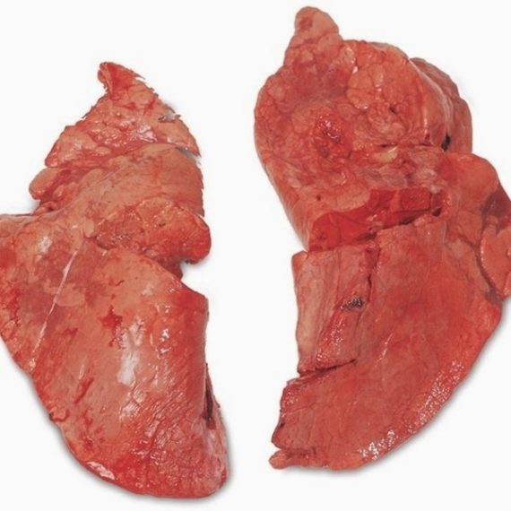 Lamb/Sheep Lungs
