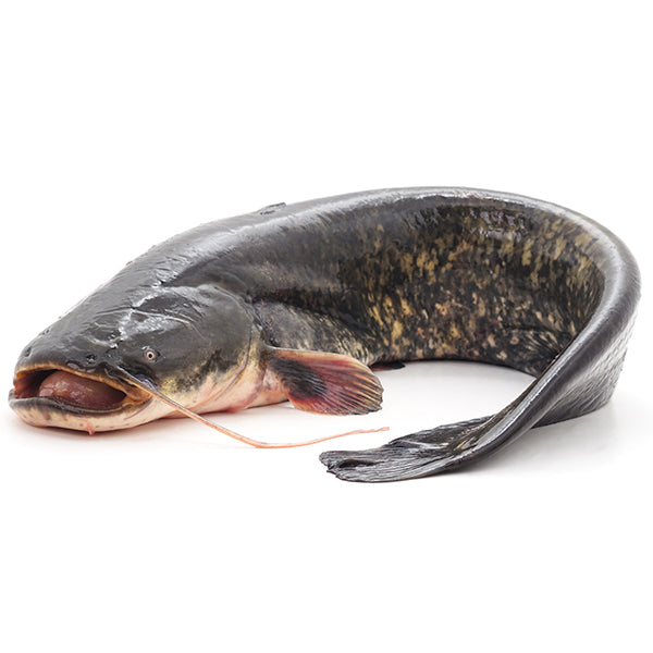 Catfish from Adam Afro, your African supermarket in Milton Keynes