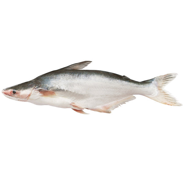 Whole Pangasius/Malangwa Fish from Adam Afro, your African supermarket in Milton Keynes