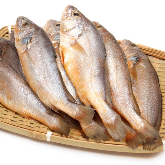Yellow Croaker